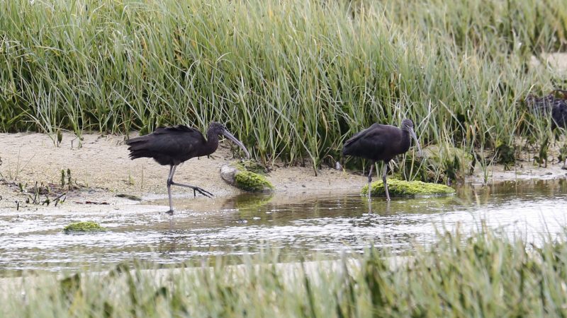 Ibis falcinelles en Bretagne